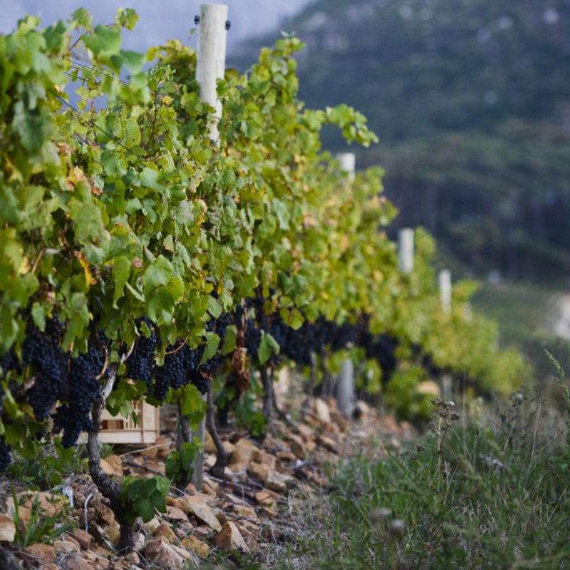 Constantia Glen 5km breakfast fun walk/run through the vineyards